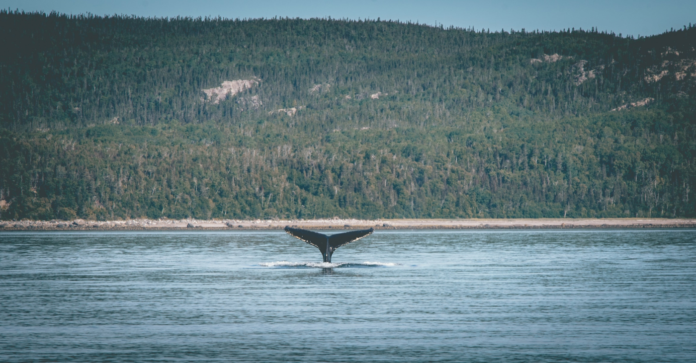 Vue sur une baleine