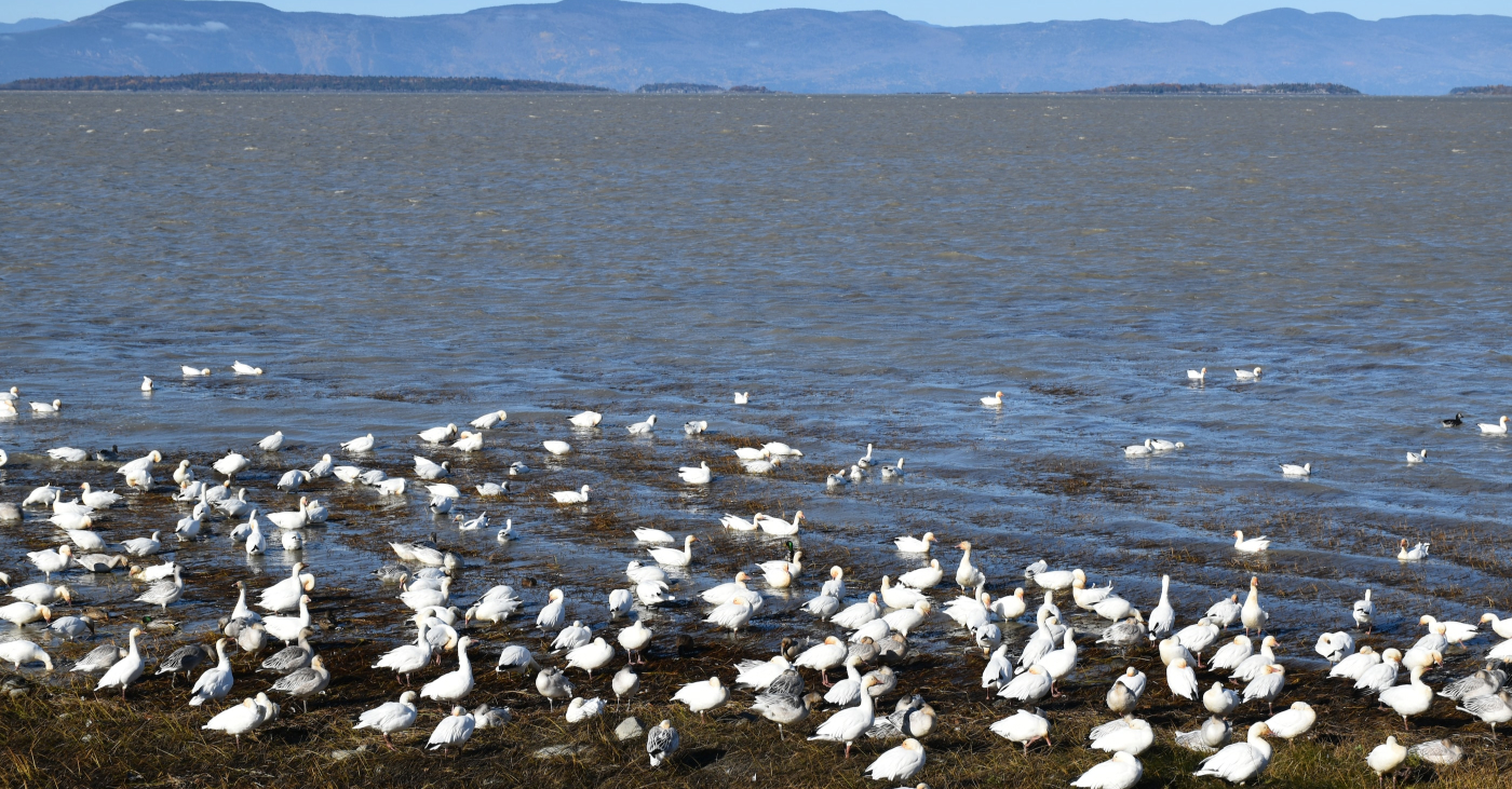 Vue sur des oiseaux