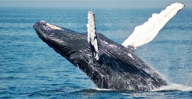 Image de baleine